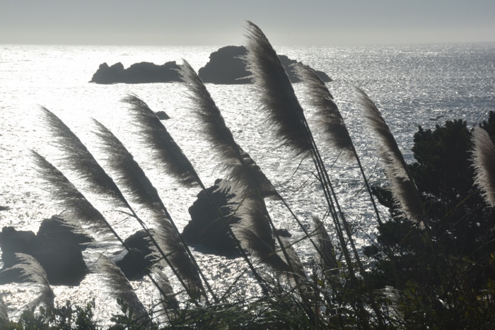 seagrass in silhouette